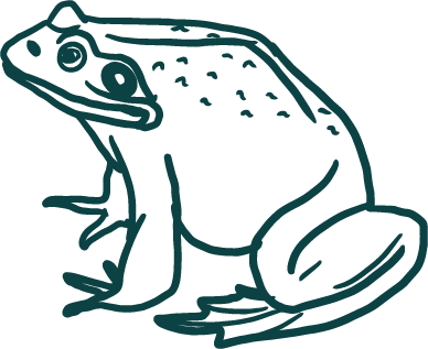 Frog icon